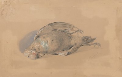 Gallo morto da Friedrich Carl von Scheidlin